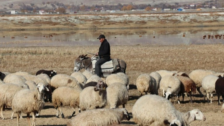 8 yılda 400 milyon liralık çoban desteği verildi!