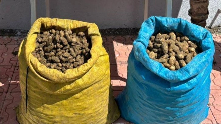 98 kilogram salep soğanı toplayan 4 kişi yakalandı