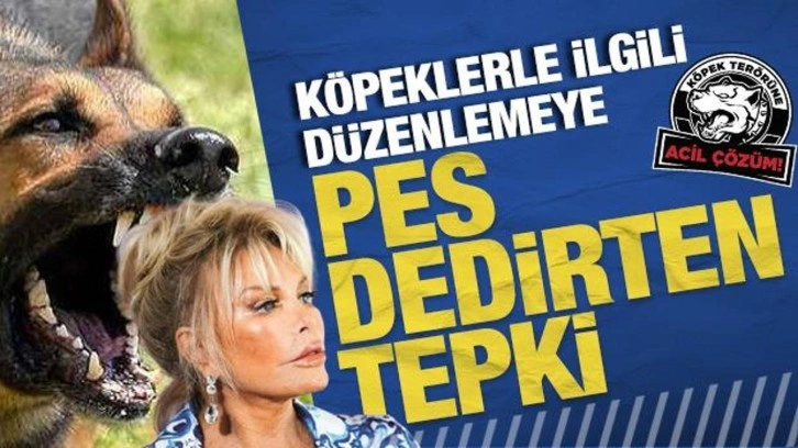 Ajda Pekkan’dan köpeklerle ilgili düzenlemeye ilginç tepki: ‘Bizi de uyutsunlar o zaman’