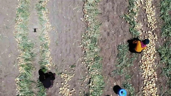 Amasya’da soğan hasadı başladı: Tarlada kilosu 7 TL