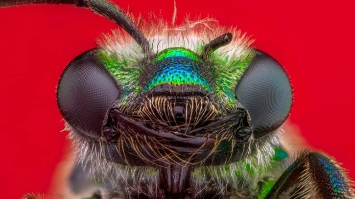 Arılar Bazı Konularda Sizden Bile Daha Zeki Olabilir!