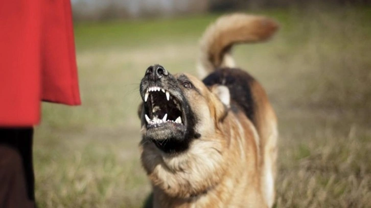 Bakanlık resmen açıkladı! İstanbul, Ankara ve İzmir'de başıboş köpeklerin korkunç sayısı