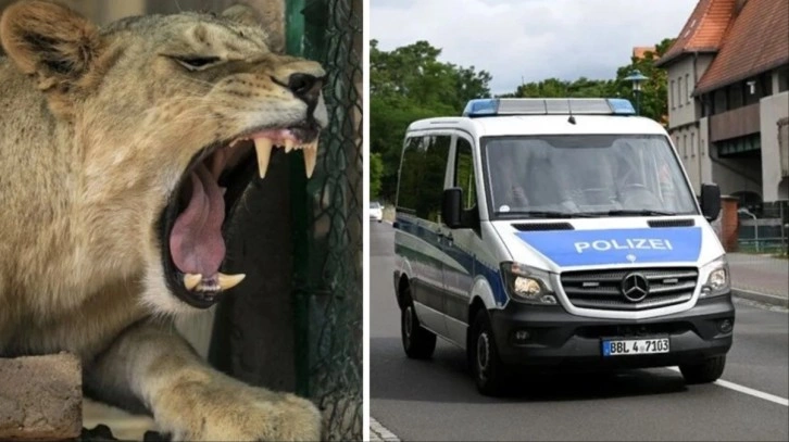 Berlin'de aslan paniği! Polis vatandaşları uyardı: Evlerinizden çıkmayın