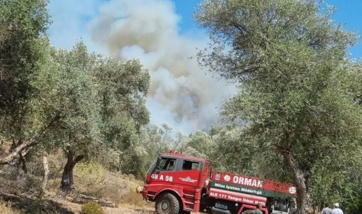 Bodrum'da orman ve makilik yangını