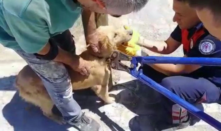 Direğe bağlanan ve kuyuya düşen köpekleri itfaiye kurtardı