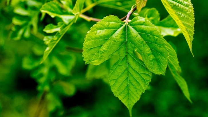 Dut yaprağının faydaları: Dut yaprağı çayı nasıl yapılır?