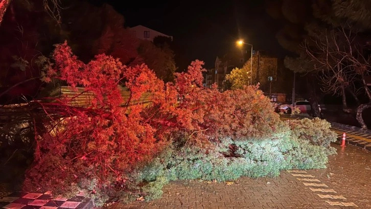 Ezine’de fırtına nedeniyle ağaç devrildi, kapanan yol belediye ekiplerince açıldı