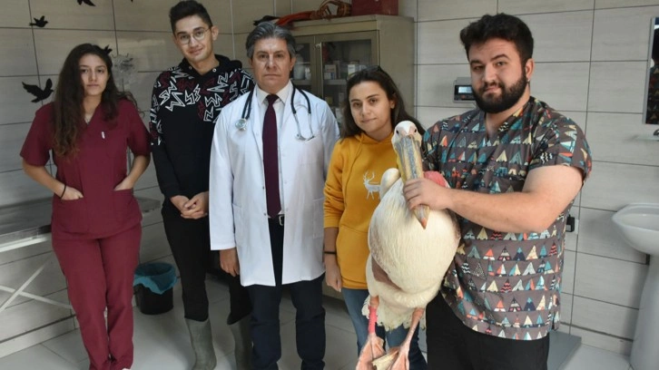 Gönüllü öğrenciler yaban hayvanlarının iyileşmesi için çabalıyor
