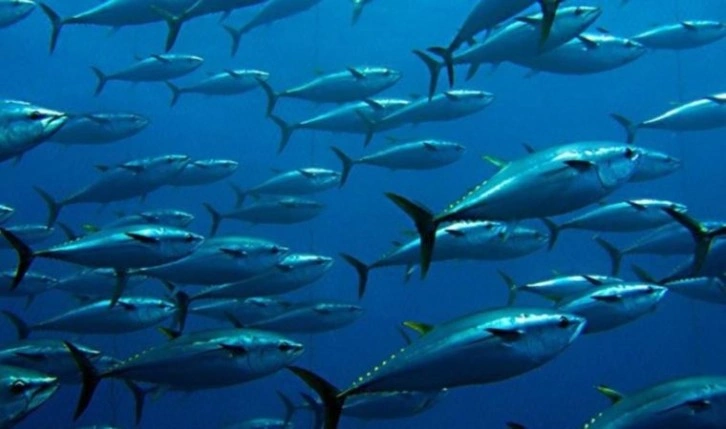 İklim değişikliği, kirlilik, aşırı ve kaçak avcılık balık stoklarını düşürüyor
