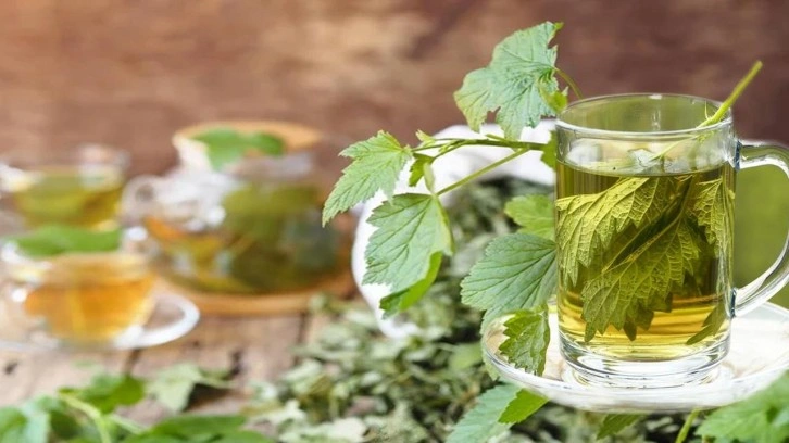 Isırgan otu çayı nasıl yapılır, faydaları nelerdir? Taze ısırgan otu nasıl tüketilir?