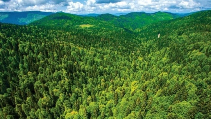 İzmir'de 26 bölgedeki ormanlık alanlara giriş yasaklandı