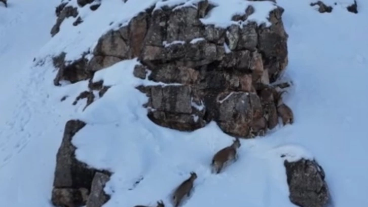 Karla kaplanan Munzur Dağları'nda sürü halindeki yaban keçileri görüntülendi
