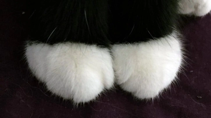 Kedilerin Beyaz Çorap Giymiş Gibi Görünmesinin Sebebi - Webtekno