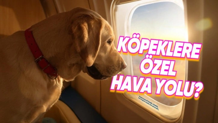 Köpeklere Özel Hava Yoluyla Tanışın: BARK Air