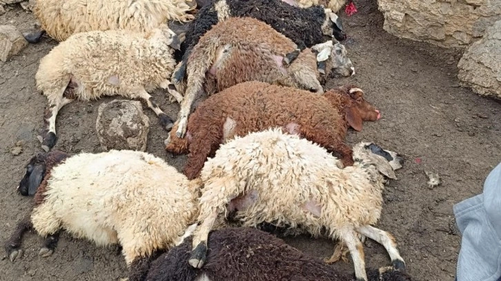 Kurt sürüsü dehşet saçtı: 100 koyun telef oldu