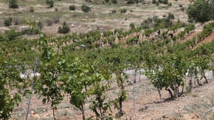 Mardin'de asırlık üzümlerin geni korunacak