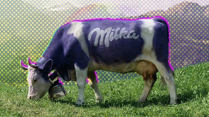 Milka'nın İneğinin Mor Renkte Olmasının Sebebi