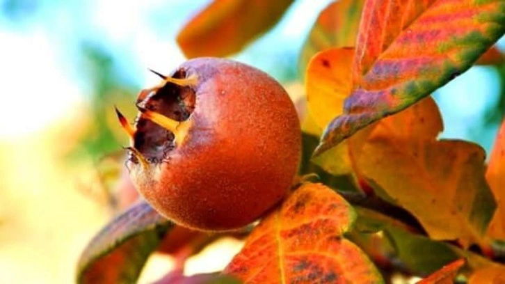 Muşmula, Töngel meyvesinin faydaları: Muşmula çekirdeği ve yaprağı!