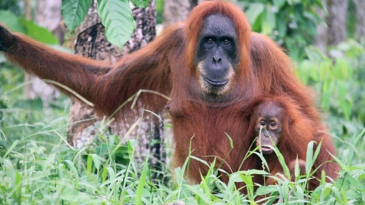 Orangutanların tıbbi bir bitkiyi doğrudan yaraya uyguladığını ilk defa gözlemledi