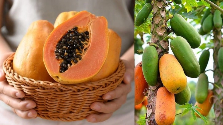 Papaya meyvesinin faydaları nelerdir? Papatya meyvesi nasıl yenir?