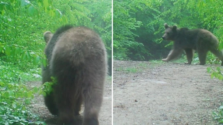 Sakarya’da ormanda gezinen boz ayı fotokapana yakalandı