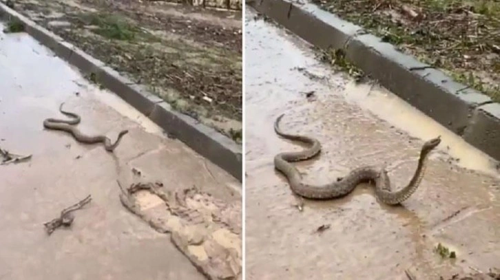 Sel felaketini yaşayan Şanlıurfa'da yılanlar ortaya çıktı