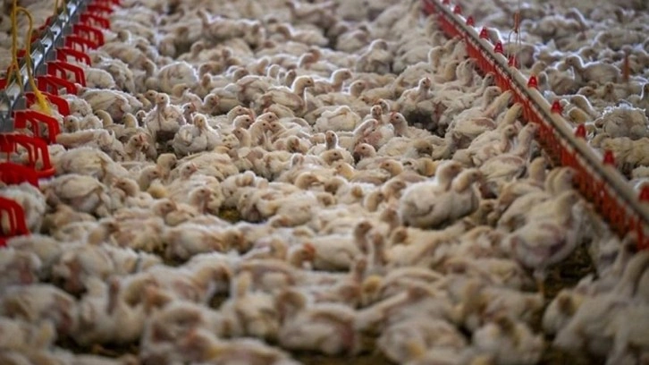 Tavuk eti üretiminde artış!