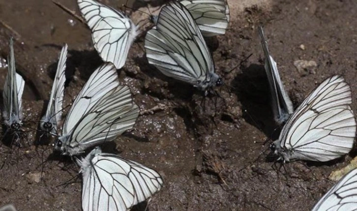 Türkiye'de her 10 'kelebek' türünden 1'inin nesli tehlike altında