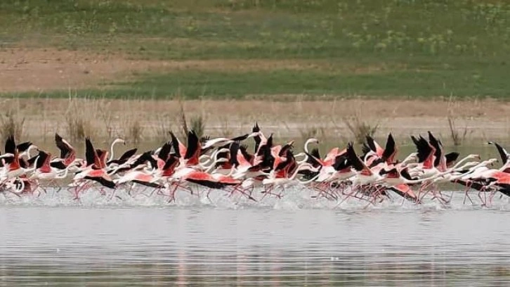 Tuz Gölü'ndeki flamingoların korunması için önlem
