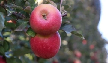 1 milyon 750 bin elma ağacında hasat başladı