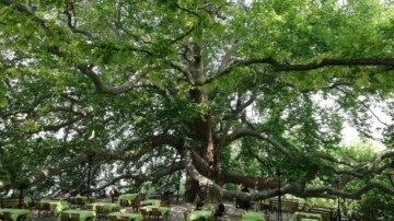 10 bin anıt ağaç Bakanlığın koruması altında alındı