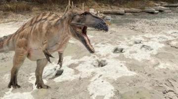 113 Milyon Yıl Önce Yaşamış Bir Dinozorun Ayak İzleri