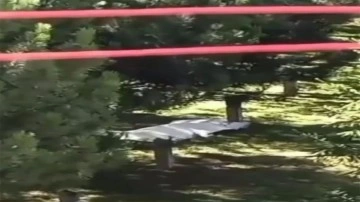 13 yaşındaki çocuk parkta ölü bulundu! "Ağzında karıncalar dolanıyordu"