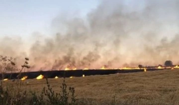 130 dönüm ekili bezelye ile 40 dönüm buğday alev alev yandı
