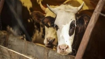 150 bin besilik sığır ithalatına izin: Arz güvenliğini sağlayacak