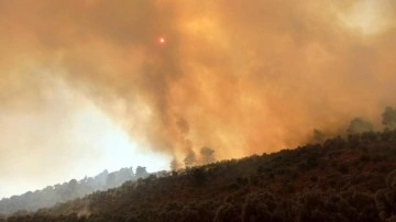 160 hektar ormanlık alan sigara izmariti yüzünden kül oldu