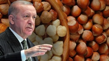 2022 fındık fiyatlarını Cumhurbaşkanı Erdoğan açıklıyor! CHP'nin taban teklifi ne?