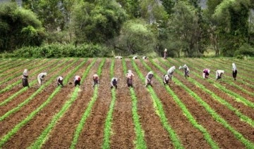2022 Tarım Üretimi: Kuru soğan üzdü buğday sevindirdi
