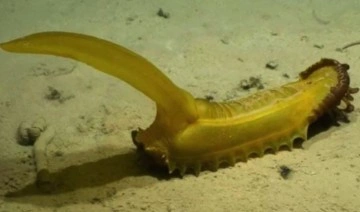 2022'de okyanuslarda keşfedilen en tuhaf 10 yaratık