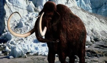 4.000 yıl önce soyu tükenen mamutların etinden köfte yaptılar