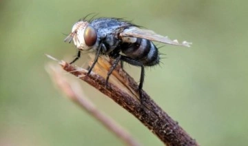 ABD’li bilim insanları sinek beynini hackledi