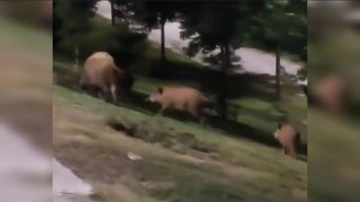 Aç kalan domuzlar İstanbul'un göbeğine indi! O anlar kameralara yansıdı