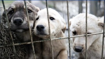 Adalet Bakanı Tunç'tan sahipsiz köpekler ile ilgili düzenleme hakkında açıklama