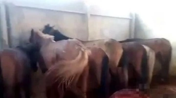 Adana’da at ve eşek kesimini skandalında 1 tutuklama