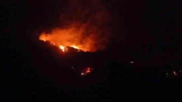 Adana'da orman yangını! Müdahale ediliyor