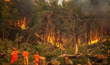 Adıyaman'da orman yangını
