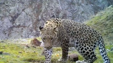 Akdeniz ve Ege'de 'Anadolu leoparı' heyecanı