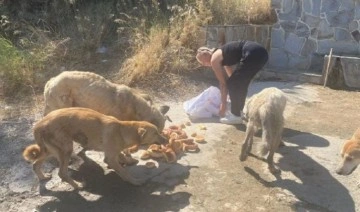 AKP'li belediye sokak köpeklerini dağ başına atıp ölüme terk etti