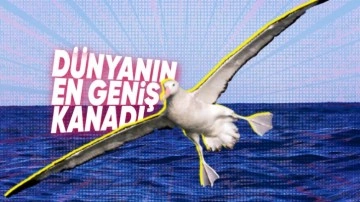 Albatros Kuşları Hakkında Bilgiler: Türkiye’de Var mı? - Webtekno