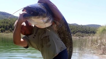Amatör balıkçı barajda 80 kiloluk yayın balığı yakaladı